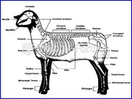 sheep skeletal