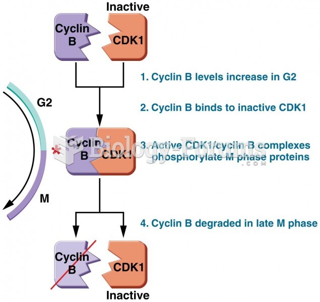 CDK1 and cyclin B control the transition from G2 to M phase
