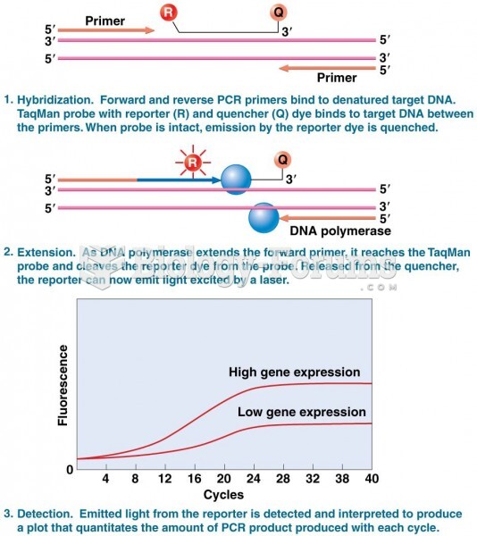 The TaqMan approach to quantitative real-time PCR (qPCR)