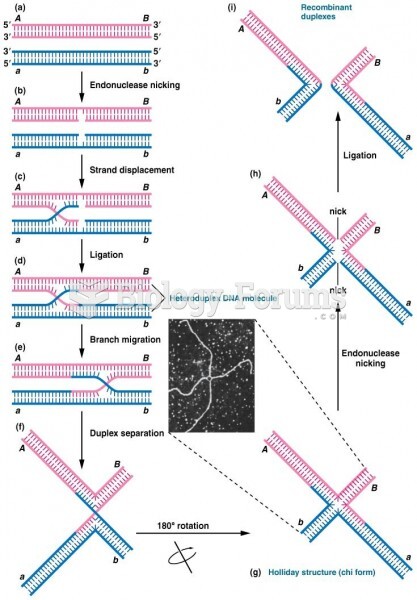 Model depicting how genetic recombination