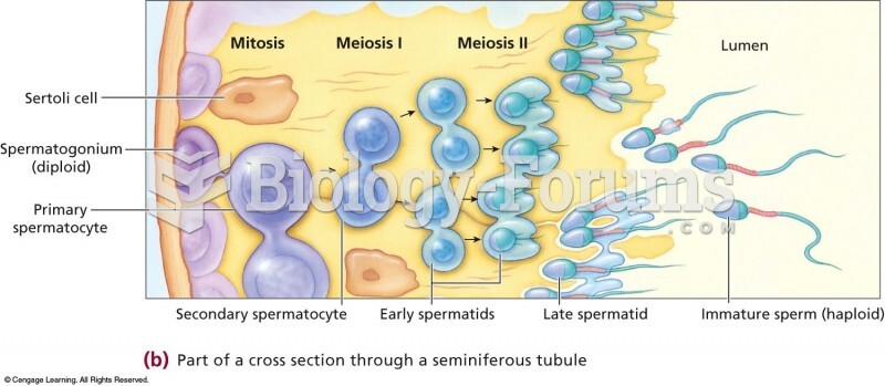 The Process of Sperm Formation