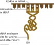 A transfer RNA (tRNA) molecule
