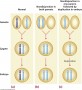 Uniparental disomy can be produced by several mechanisms involving nondisjunction in meiosis, nondis
