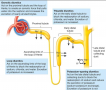 Mechanisms of Action of Diuretics