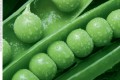 Transmission genetics began with the study of pea plants.