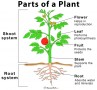 diagram of a plant