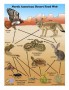 Food Web in Desert Biome