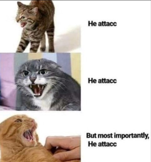 cat meme