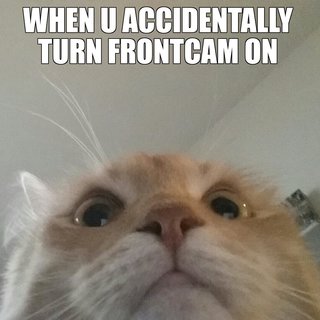 cat meme