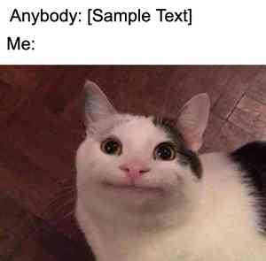 cat meme