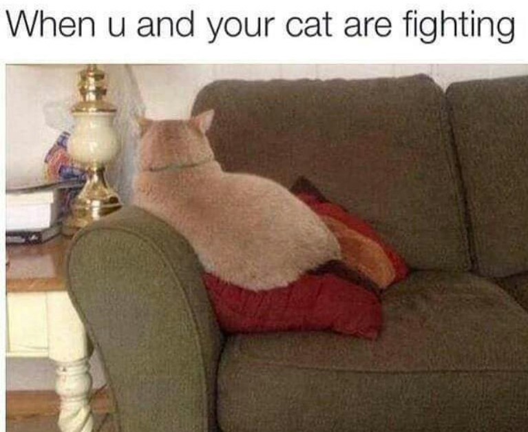 cat meme