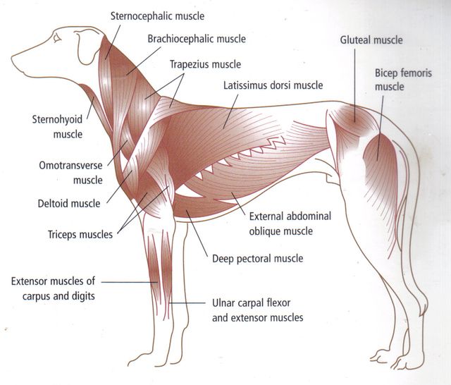 Dog Muscle Anatomy