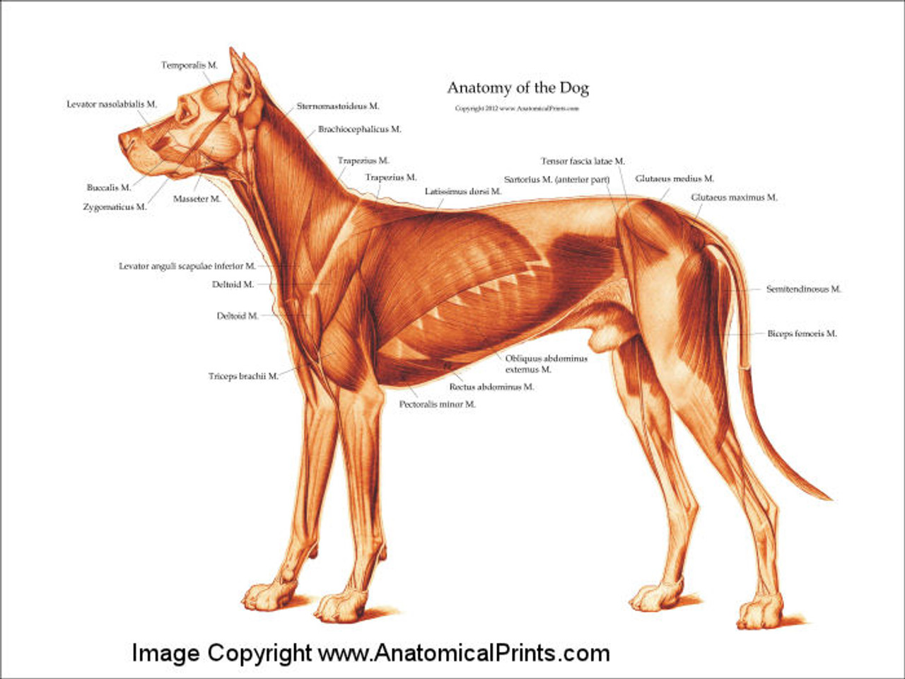 Dog Muscle Anatomy