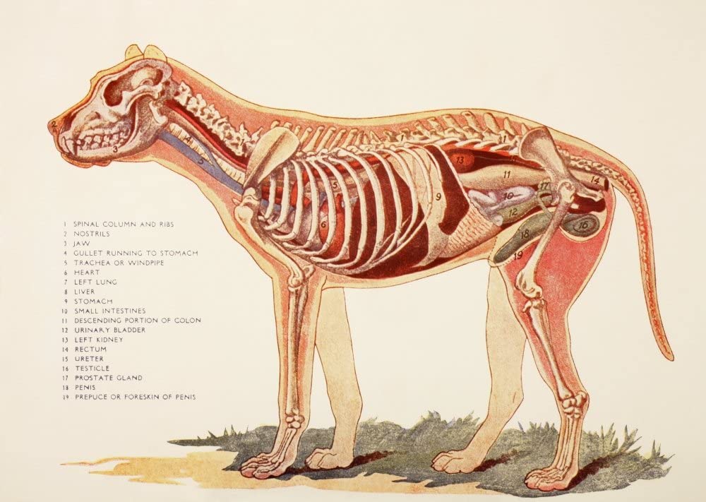 dog anatomy