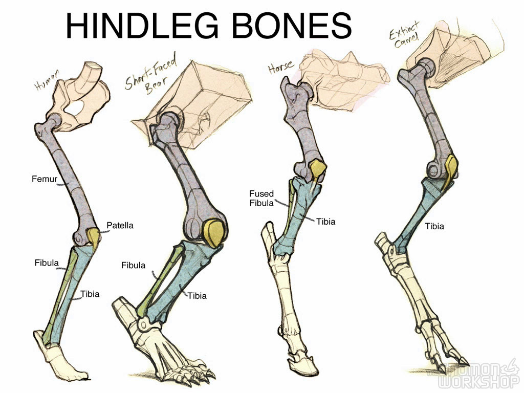 diff hindleg bones