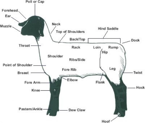 sheep anatomy