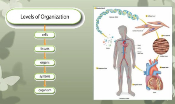 levels of organizations