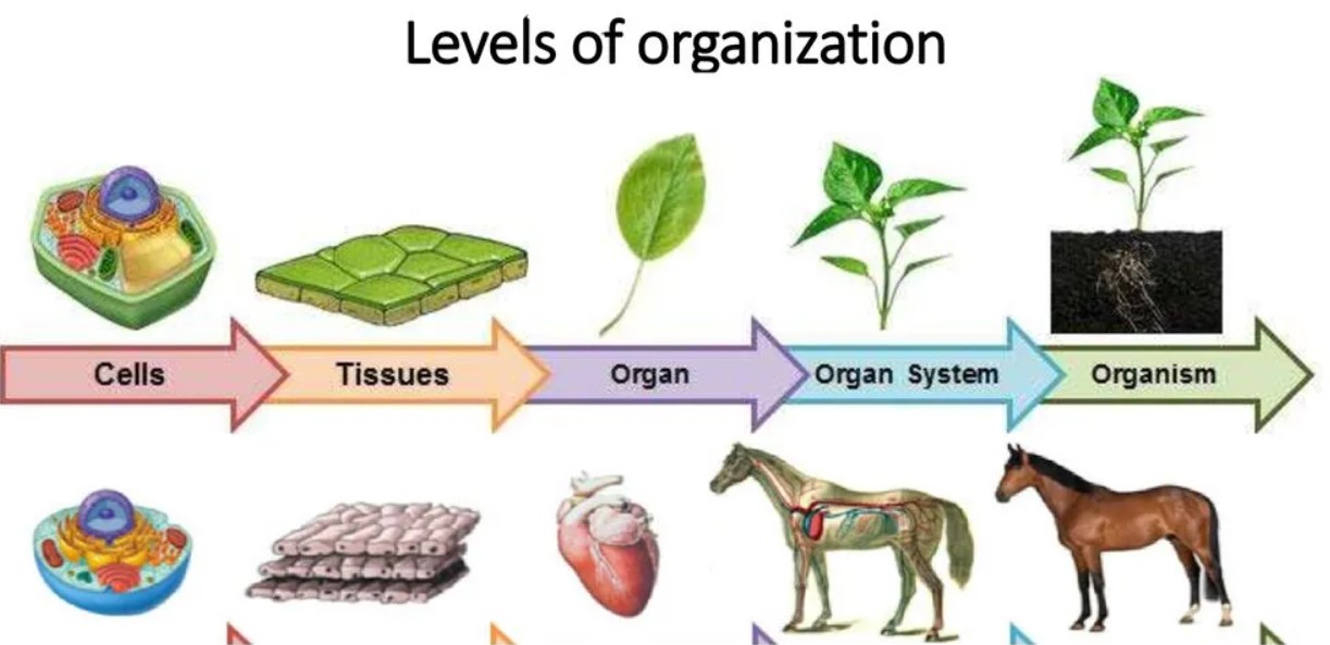 levels of organizations