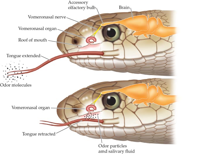 vomerolfactory system