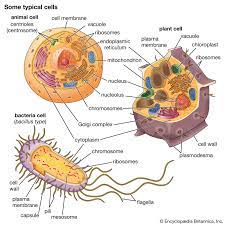 IMAGES THAT DESCRIBE CELLULAR PARTS