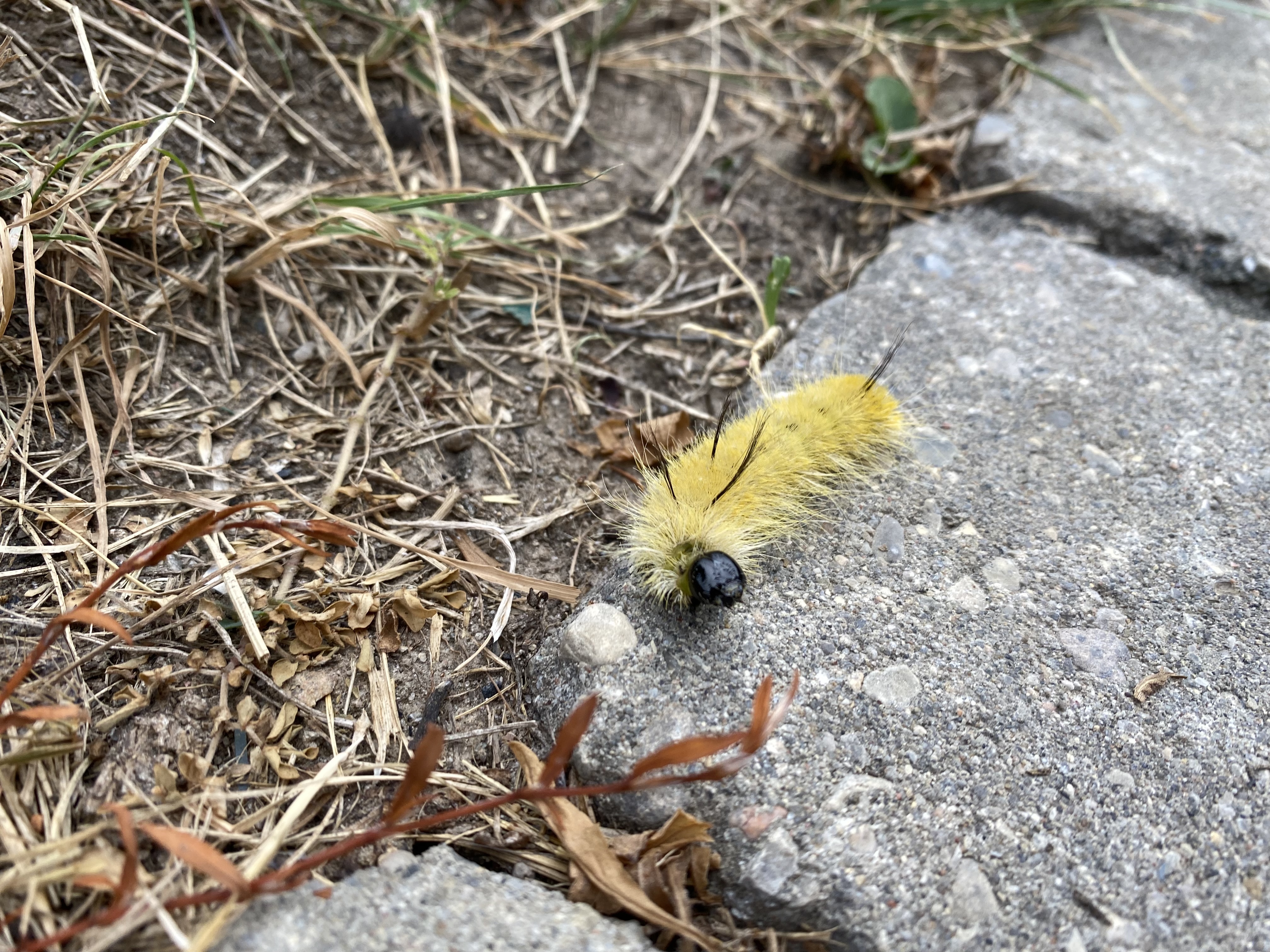 North America American Dagger Moth Caterpillar