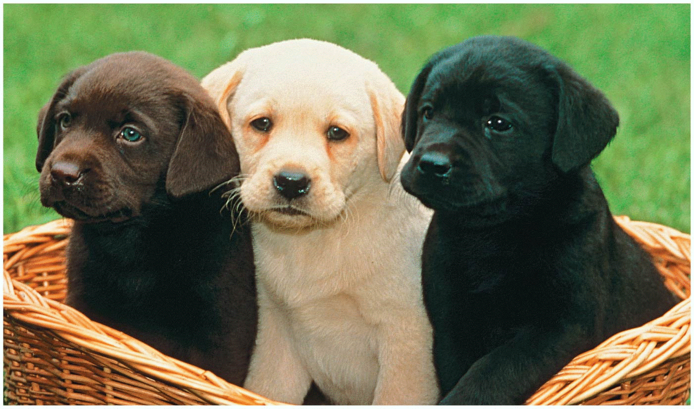 Opener Labrador retriever puppies expressing brown (chocolate), golden (yellow)