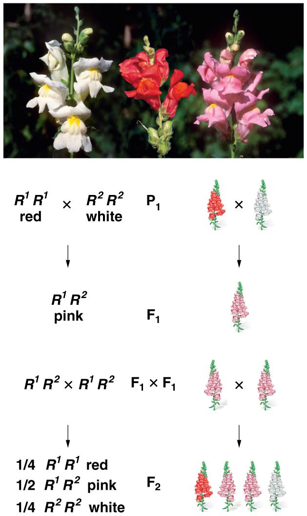 Incomplete dominance shown in the flower color of snapdragons