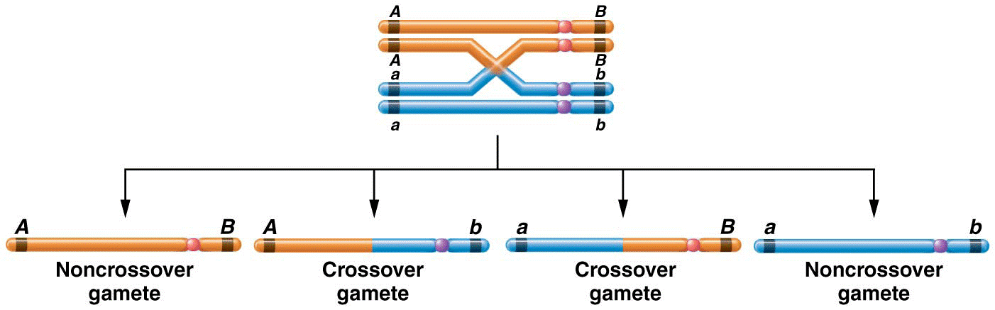 The consequences of a single exchange between two nonsister chromatids