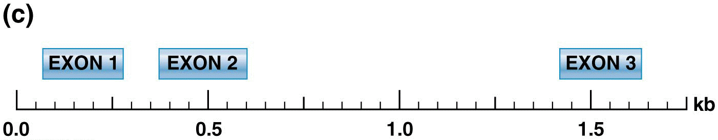 Annotation of a DNA sequence containing part of the human beta-globin gene