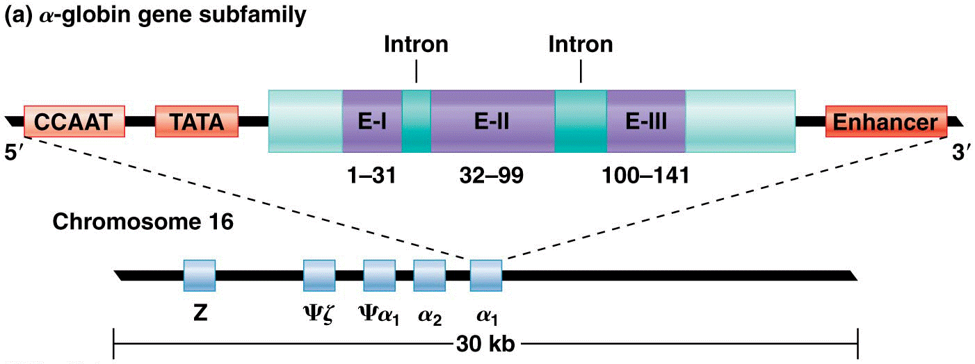 Organization of the Alpha-globin gene subfamily on chromosome 16