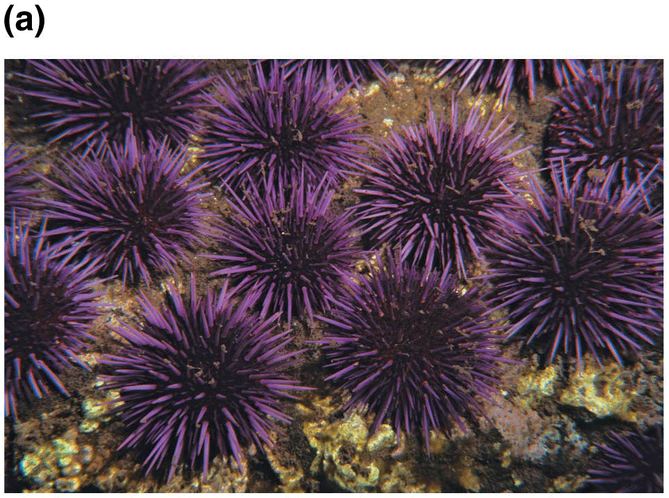 The sea urchin Strongylocentrotus purpuratus