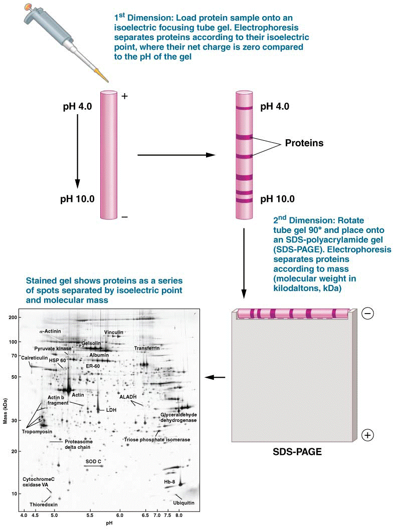 Two-dimensional gel electrophoresis (2DGE)