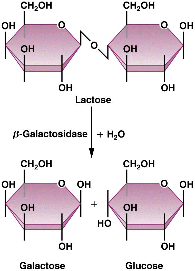 The catabolic conversion of the disaccharide lactose into its monosaccharide