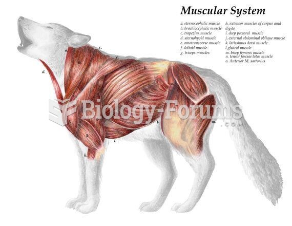 wolf muscular