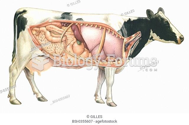 cow internal