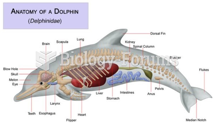 dolphin anatomy