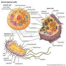 IMAGES THAT DESCRIBE CELLULAR PARTS