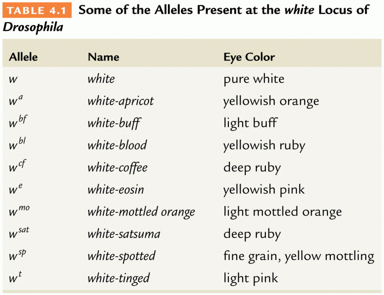 Some of the Alleles present at white locus