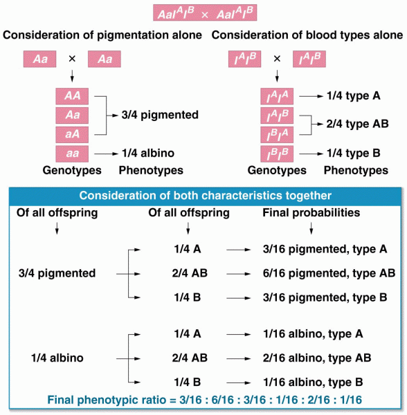 Calculation of the probabilities in a mating involving the ABO blood type