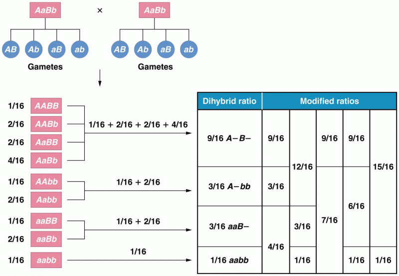 Generation of various modified dihybrid ratios from the nine unique genotypes