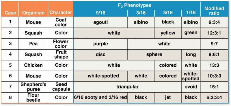The basis of modified dihybrid F2 phenotypic ratios
