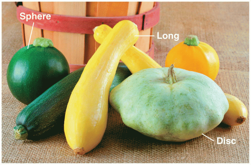 Summer squash exhibiting various fruit-shape phenotypes, including disc, long, and sphere