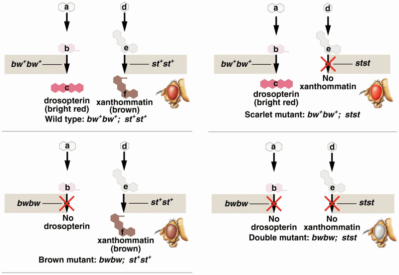 A theoretical explanation of the biochemical basis of the four eye color phenotypes