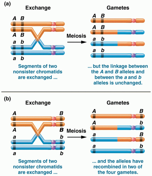 Two examples of a single crossover between two nonsister chromatids