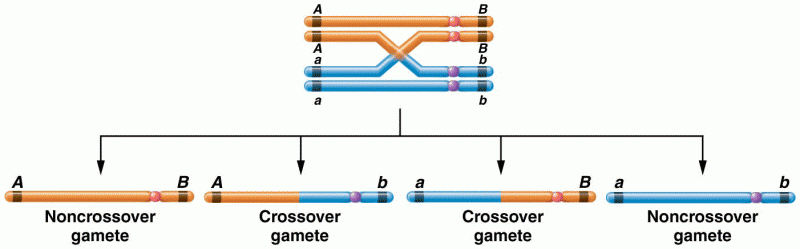 The consequences of a single exchange between two nonsister chromatids