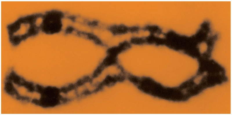 Opener Chiasmata present between synapsed homologs during the first meiotic prophase