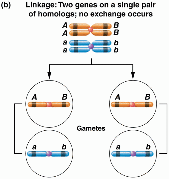 The same pair of homologs, but with no exchange occurring between them