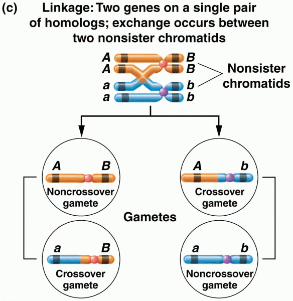Same pair of homologs, but with an exchange occurring between two nonsister chromatids