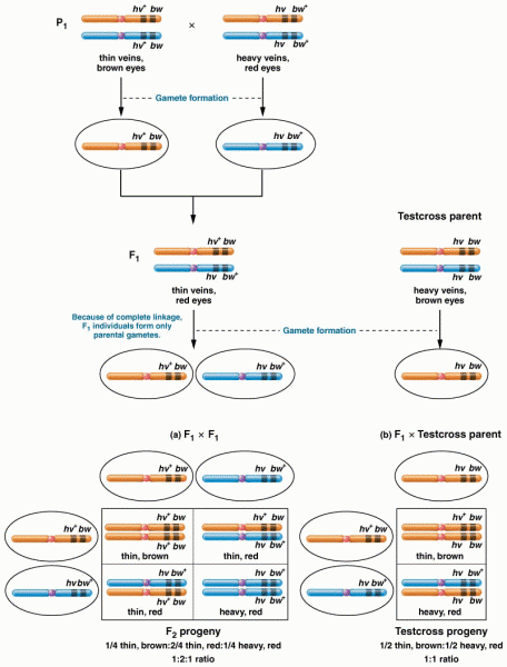 Results of a cross involving two genes located on the same chromosome