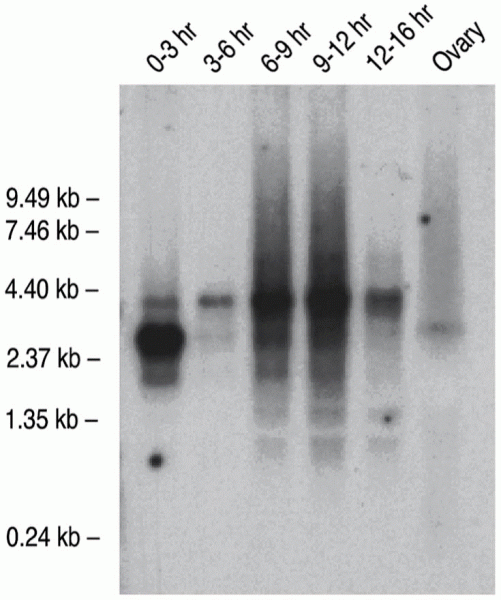 Northern blot analysis of dfmr1 gene expression in Drosophila ovaries and embryos